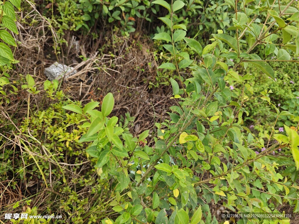野外繁茂绿植景象