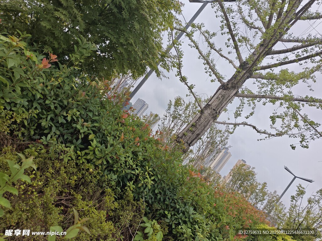 户外树林中的繁茂绿植