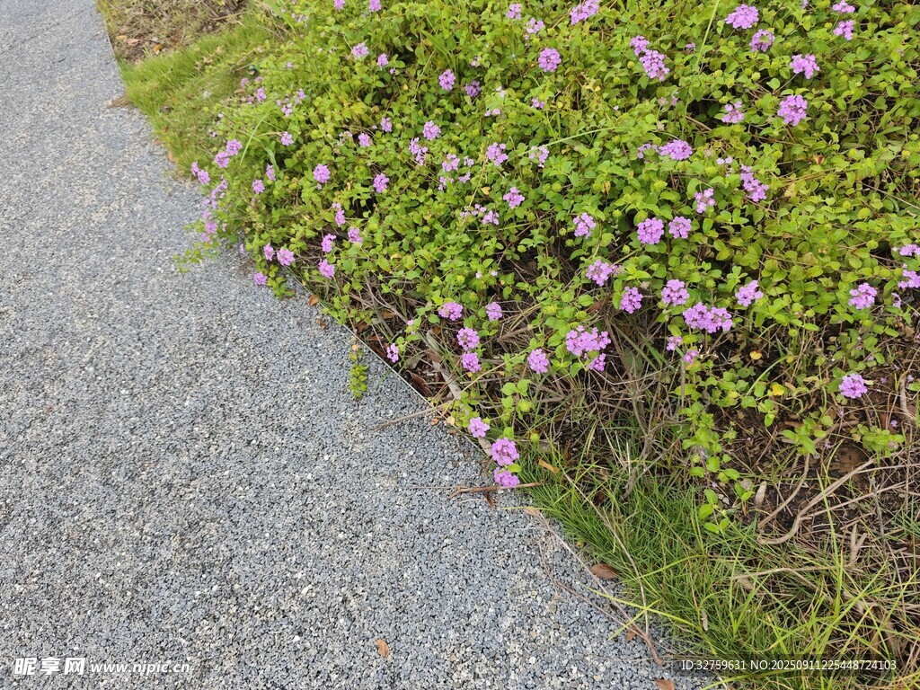路边绽放的紫色小花