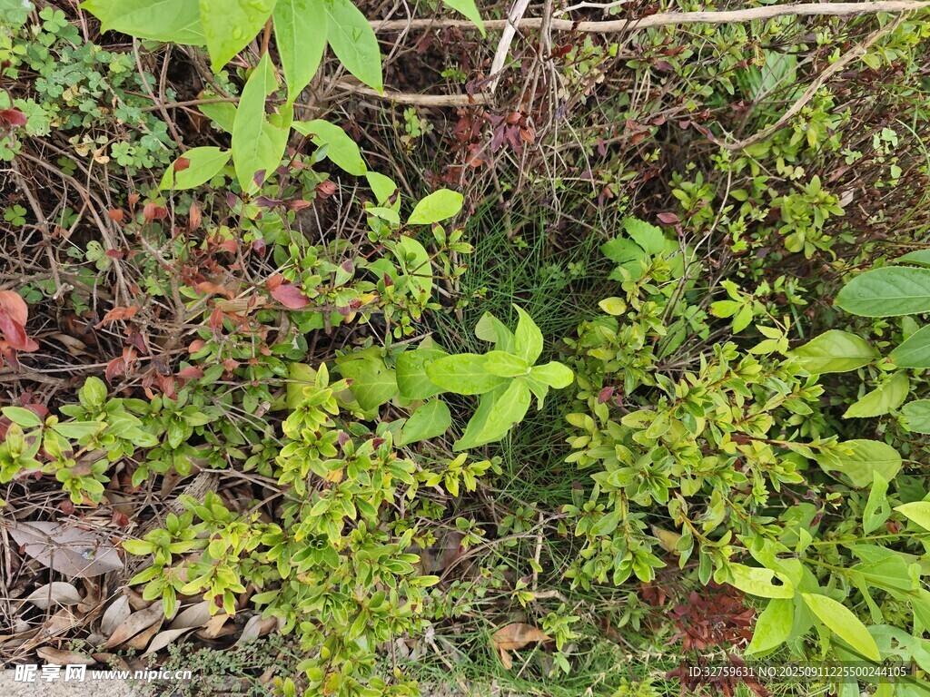 野外丛生的多样绿色植物