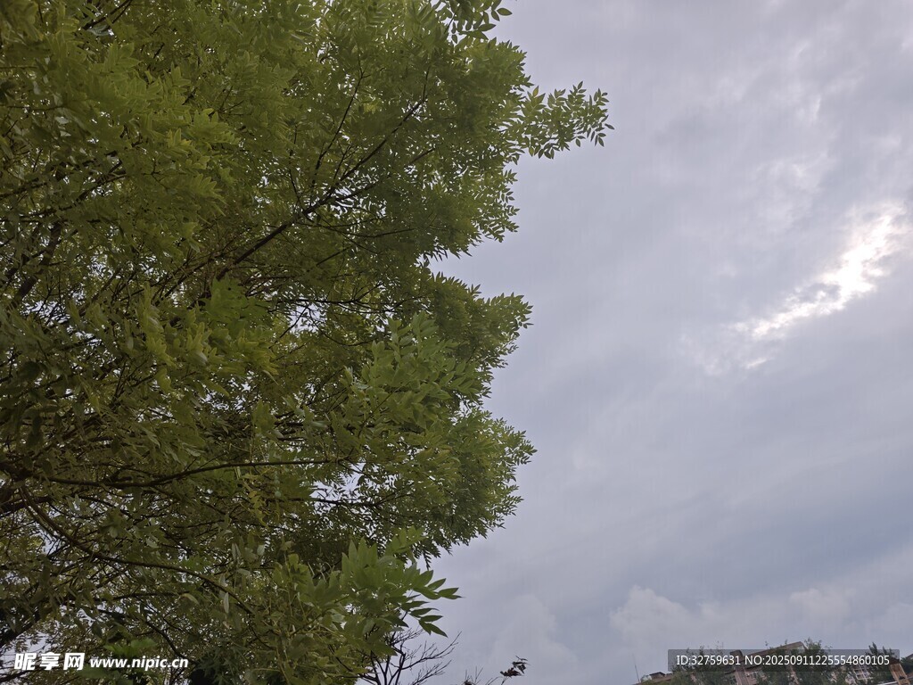 绿树映灰天的自然景致
