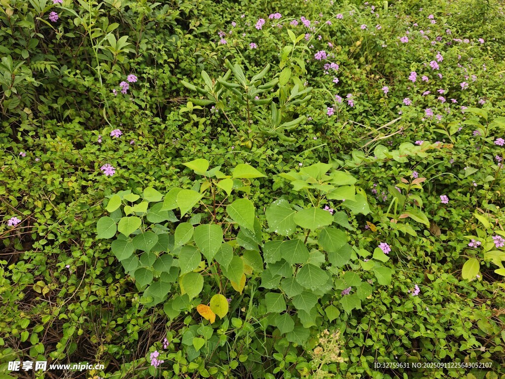 繁茂绿植