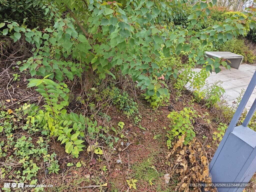 户外绿植景观一角