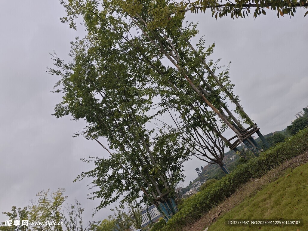 挺拔树木立于开阔草地