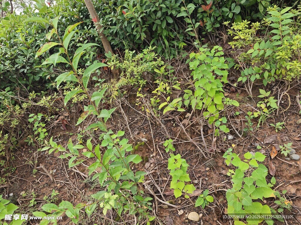 野外绿植丛生的土地场景