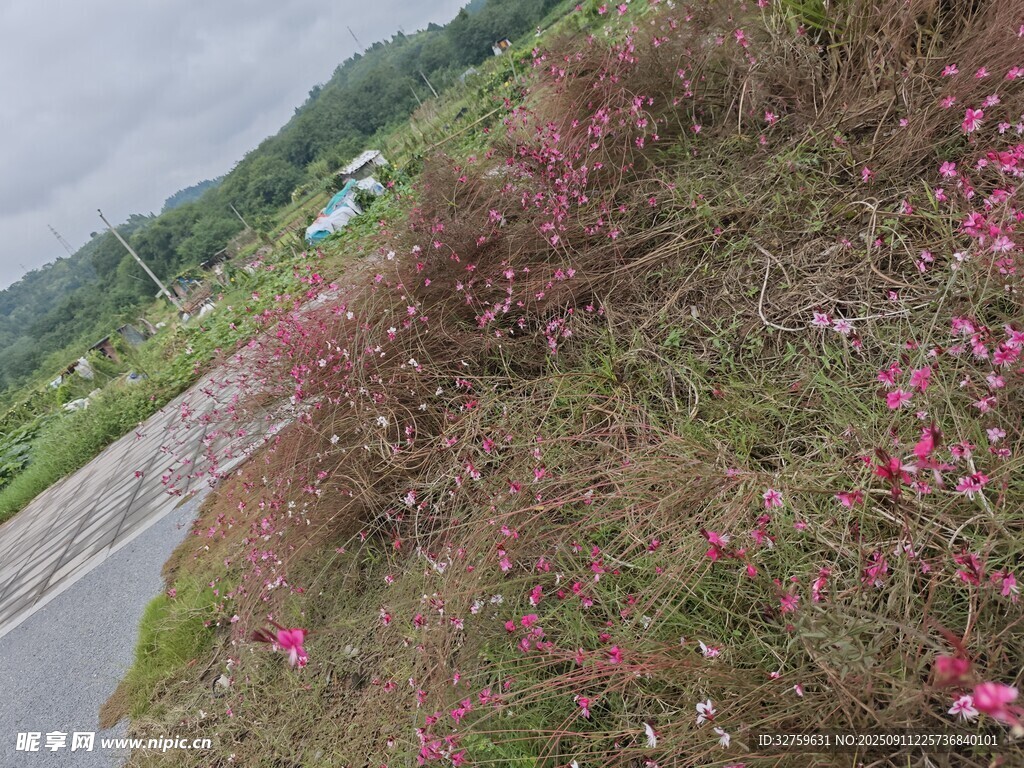 路边绽放的粉色野花