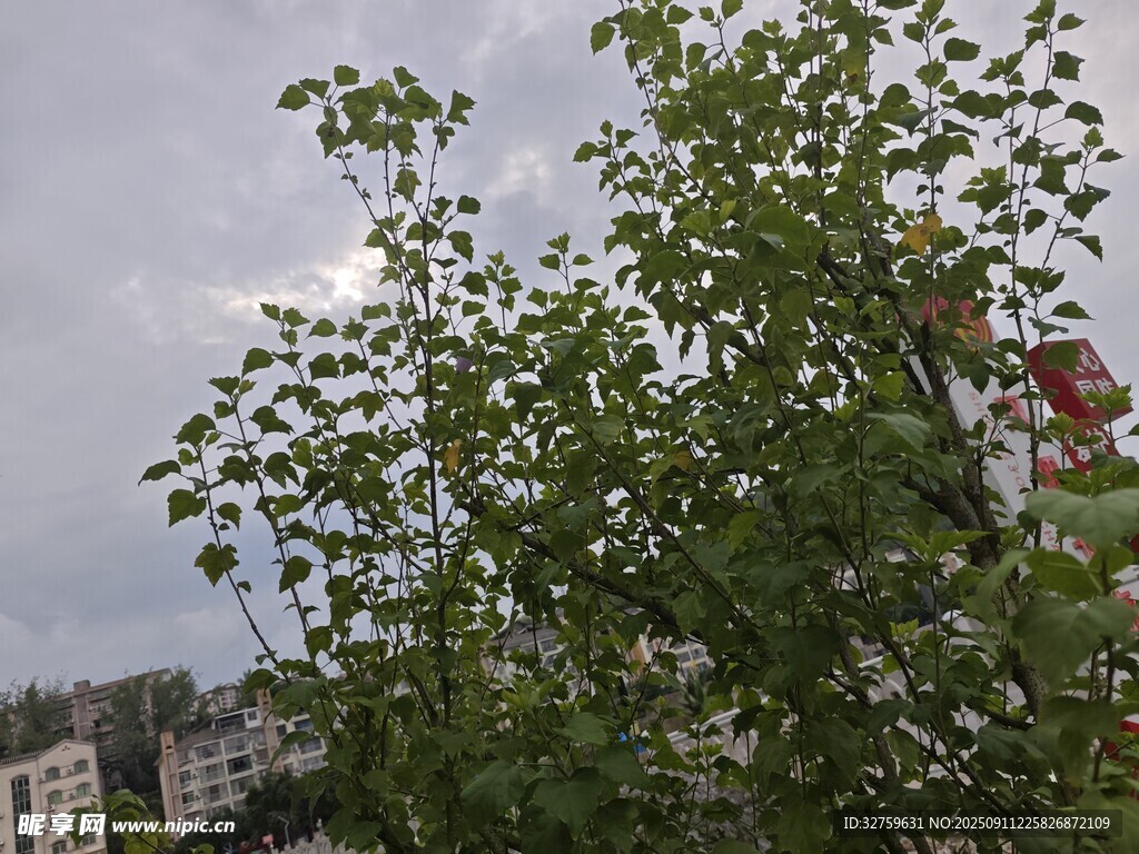 天空下的葱郁绿树