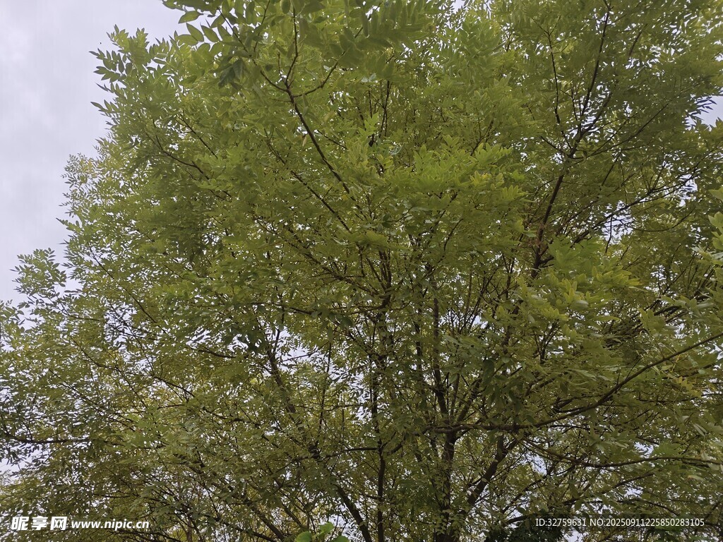 绿叶繁茂的高大树木