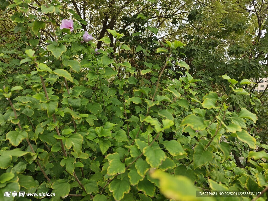 繁茂绿植景观