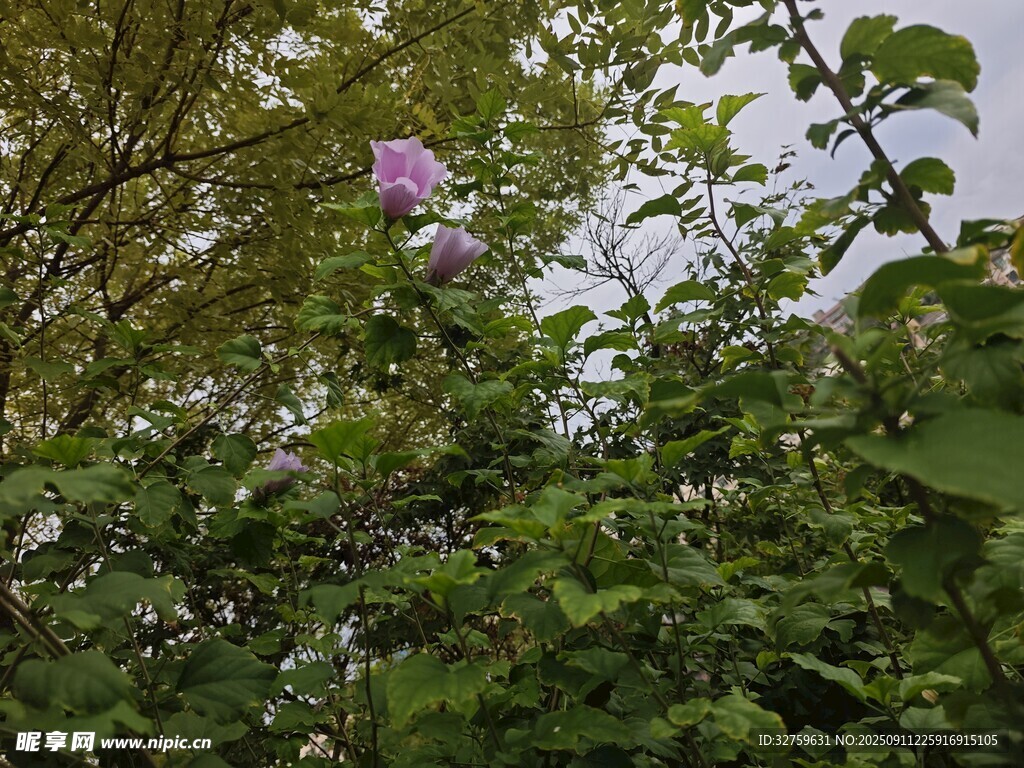 绿叶丛中的娇艳紫花