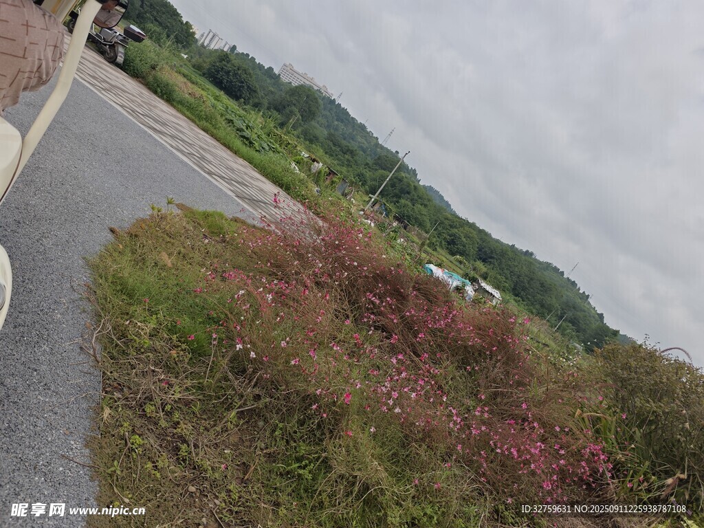 路边多彩植被风景