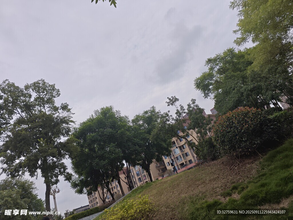 山坡上的绿树与建筑