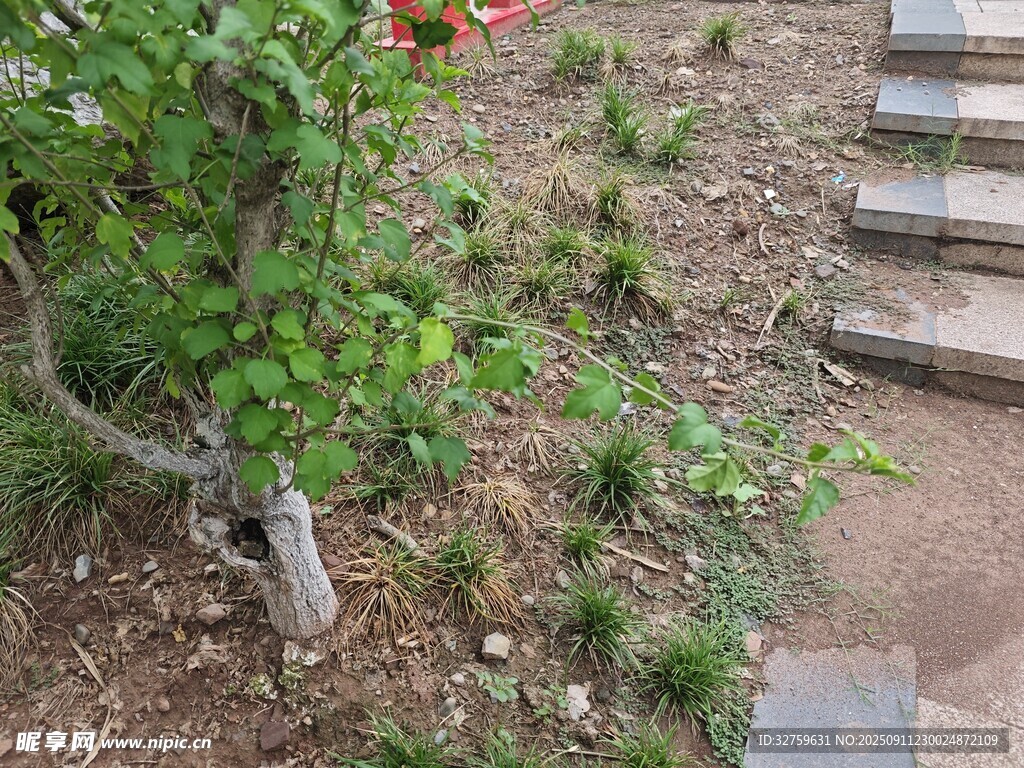 庭院中的绿植与石阶
