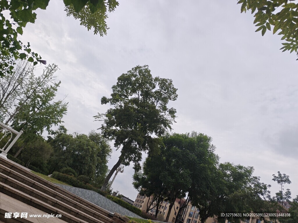 户外休闲场景下的绿树景观