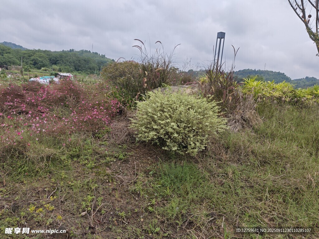 野外多彩植被景观