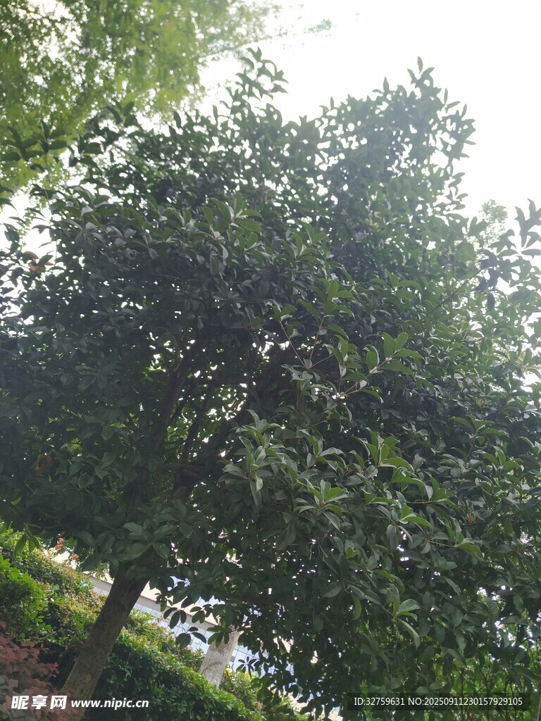 绿树成荫的户外景致
