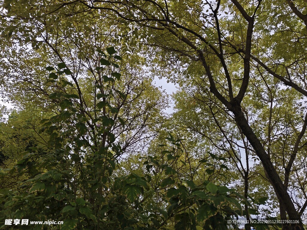 繁茂树林间的绿意景致