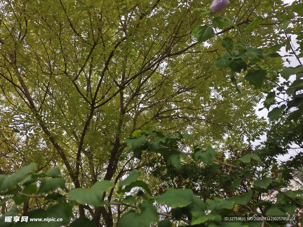 繁茂绿树