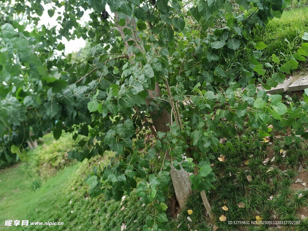 繁茂绿植环绕的户外景致
