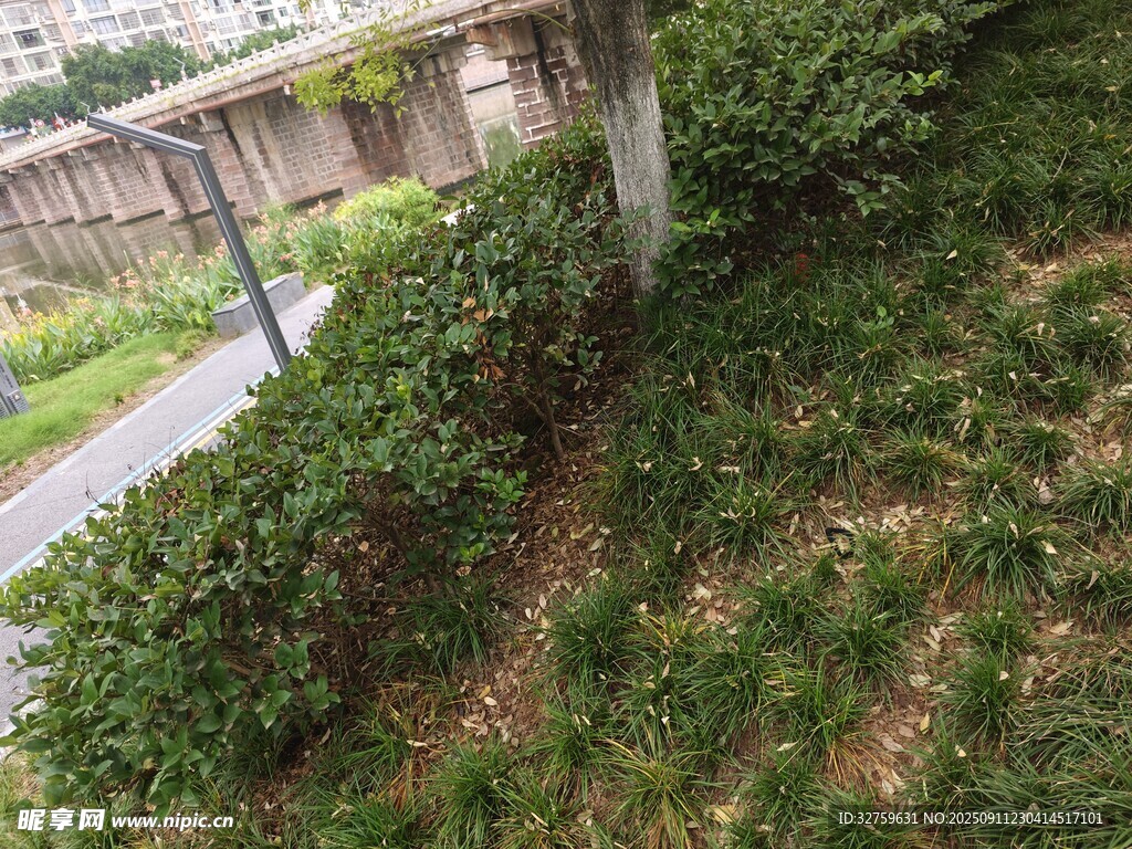 路边绿植景观