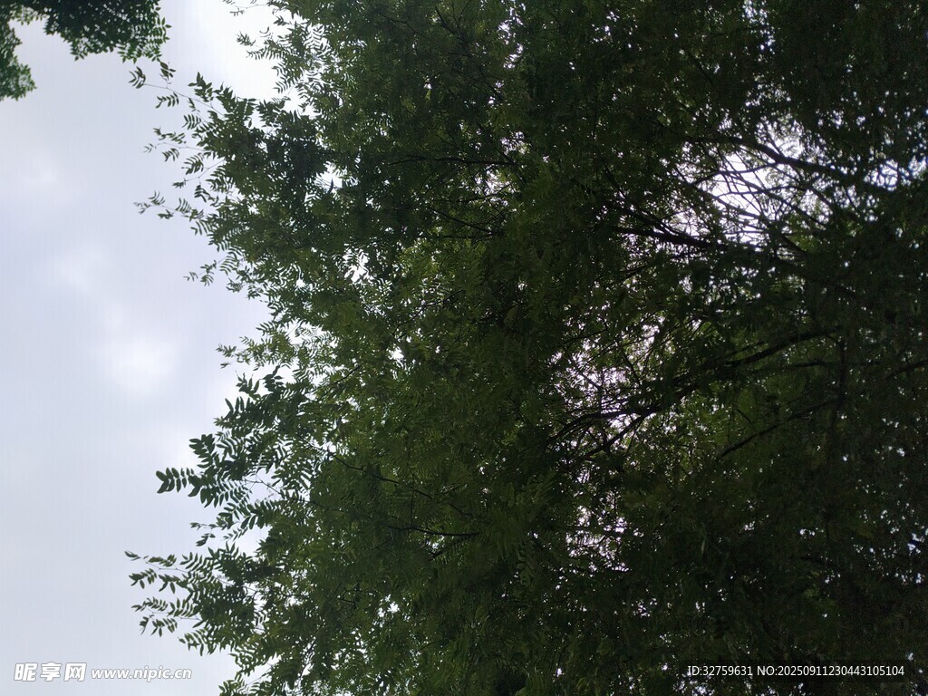 仰视葱郁树木