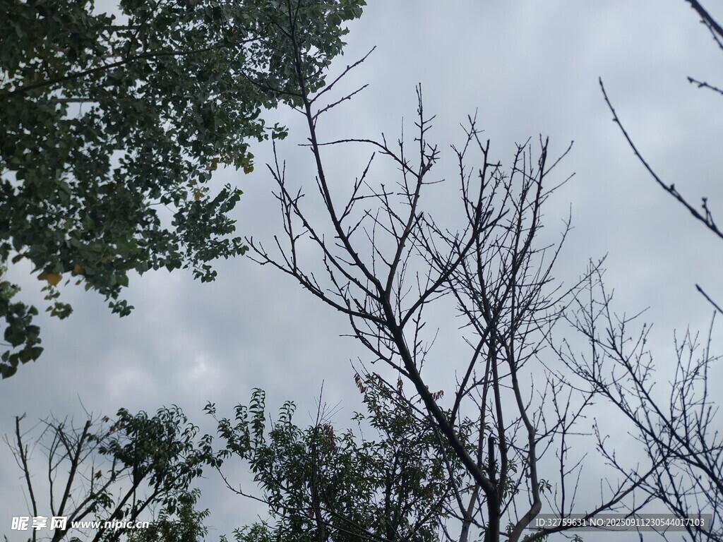 阴天树枝与绿叶景象