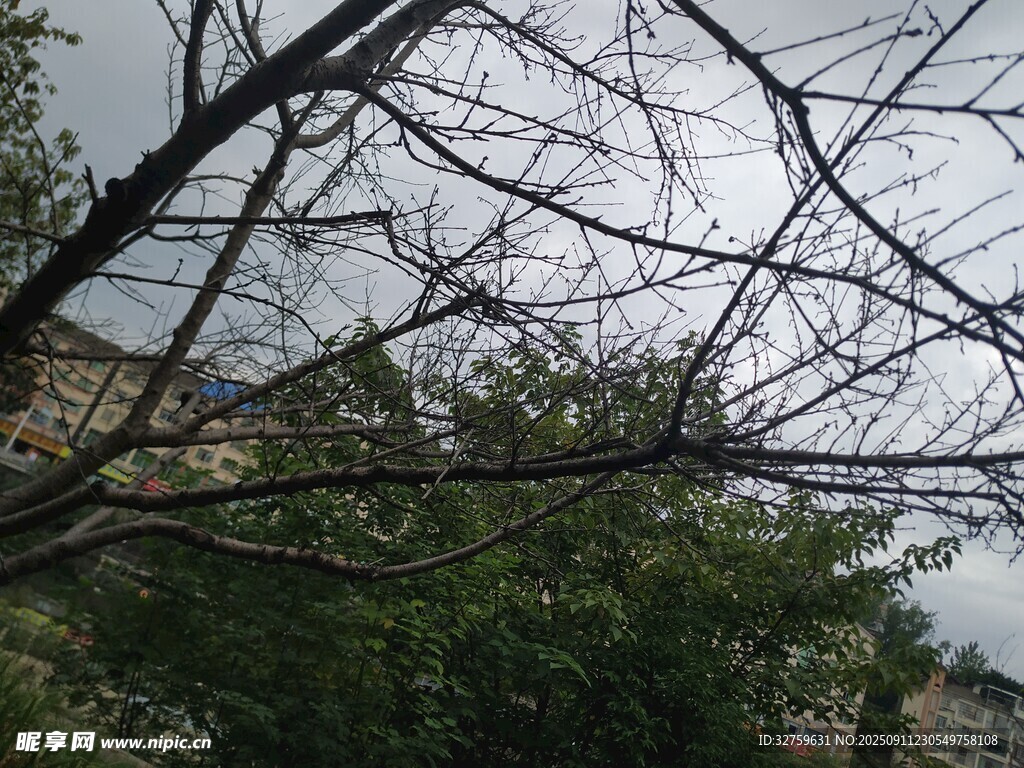 树枝交错下的绿意景观