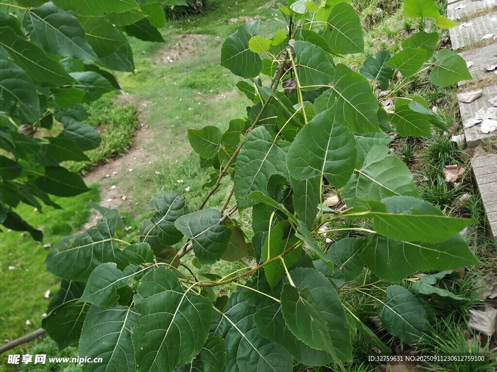 绿叶繁茂的庭院植物