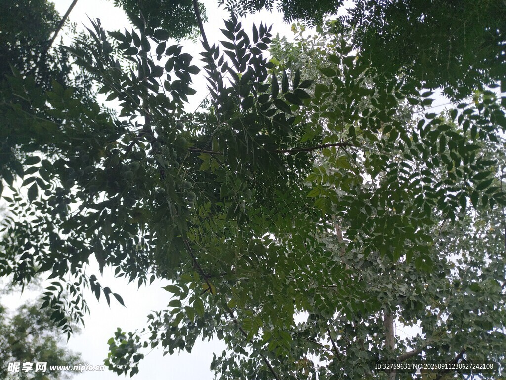 仰视繁茂枝叶
