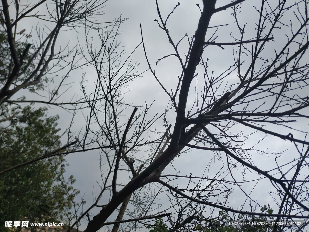 树枝交错下的灰白天空