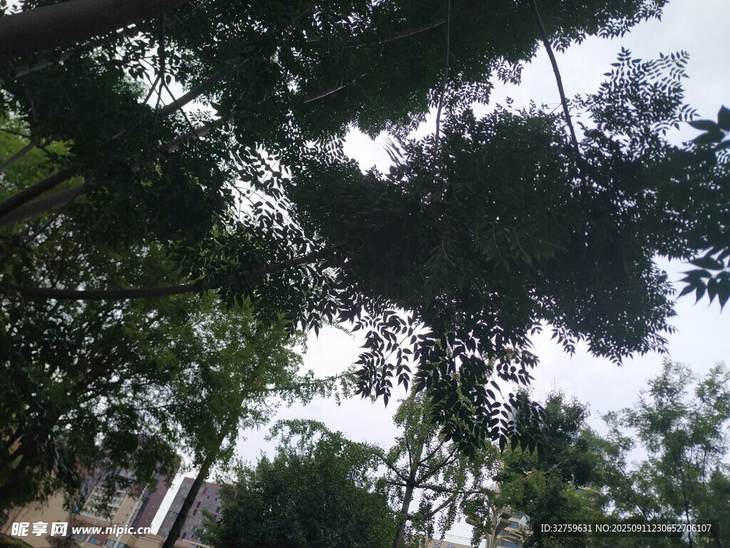 繁茂绿树景观