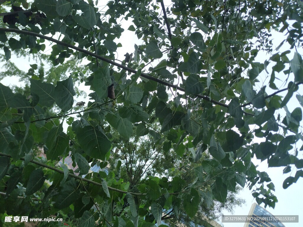 繁茂绿树 