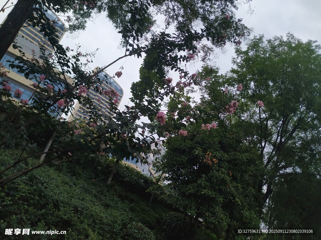 城市中繁茂的绿树景观