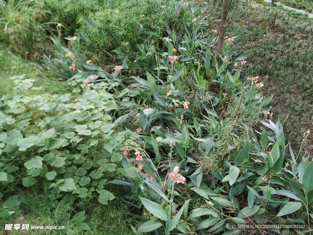 花园中的绿植景观