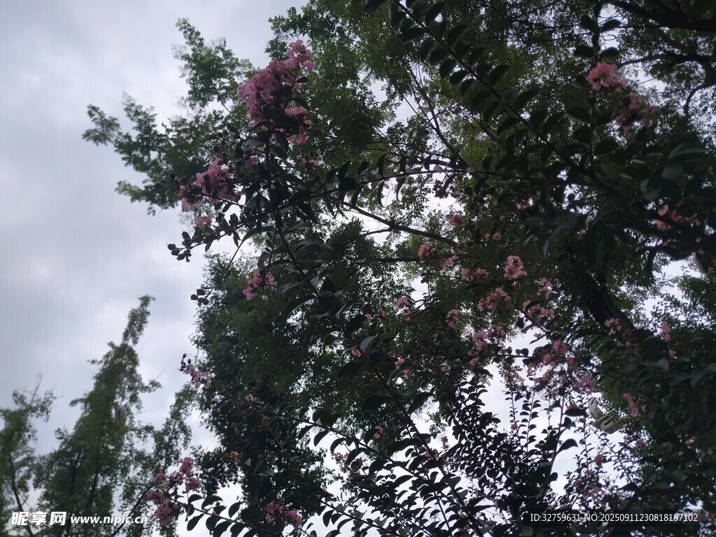 枝头繁花 