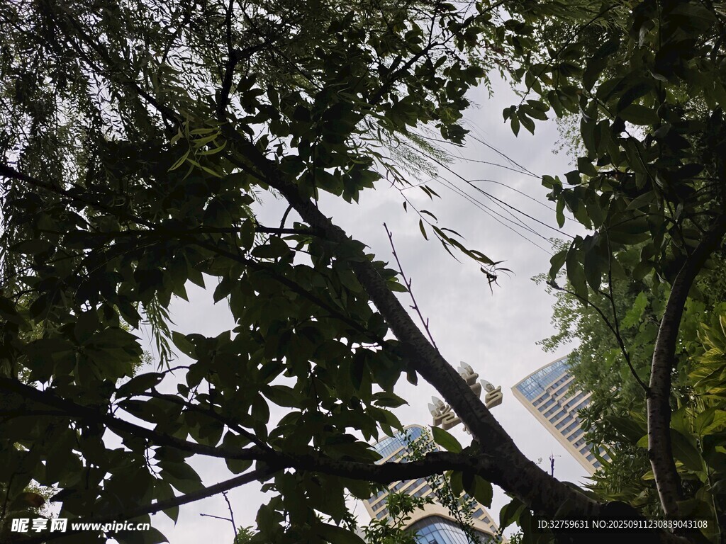 仰视繁茂枝叶间的天空