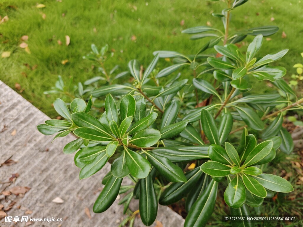 绿叶植物特写