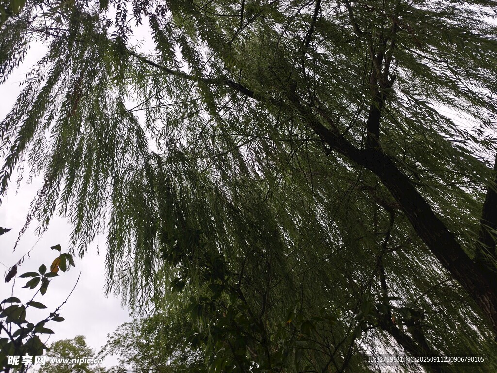 垂柳依依 
