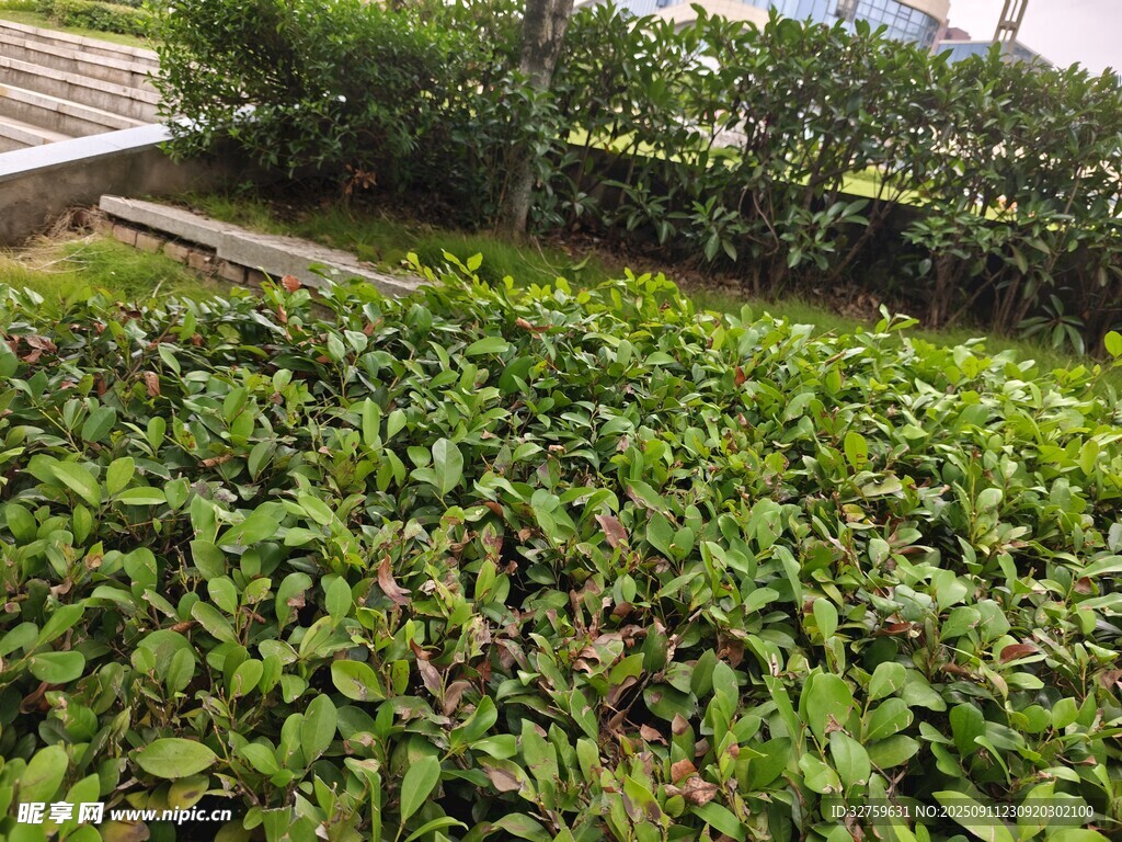 翠绿繁茂的植物景观