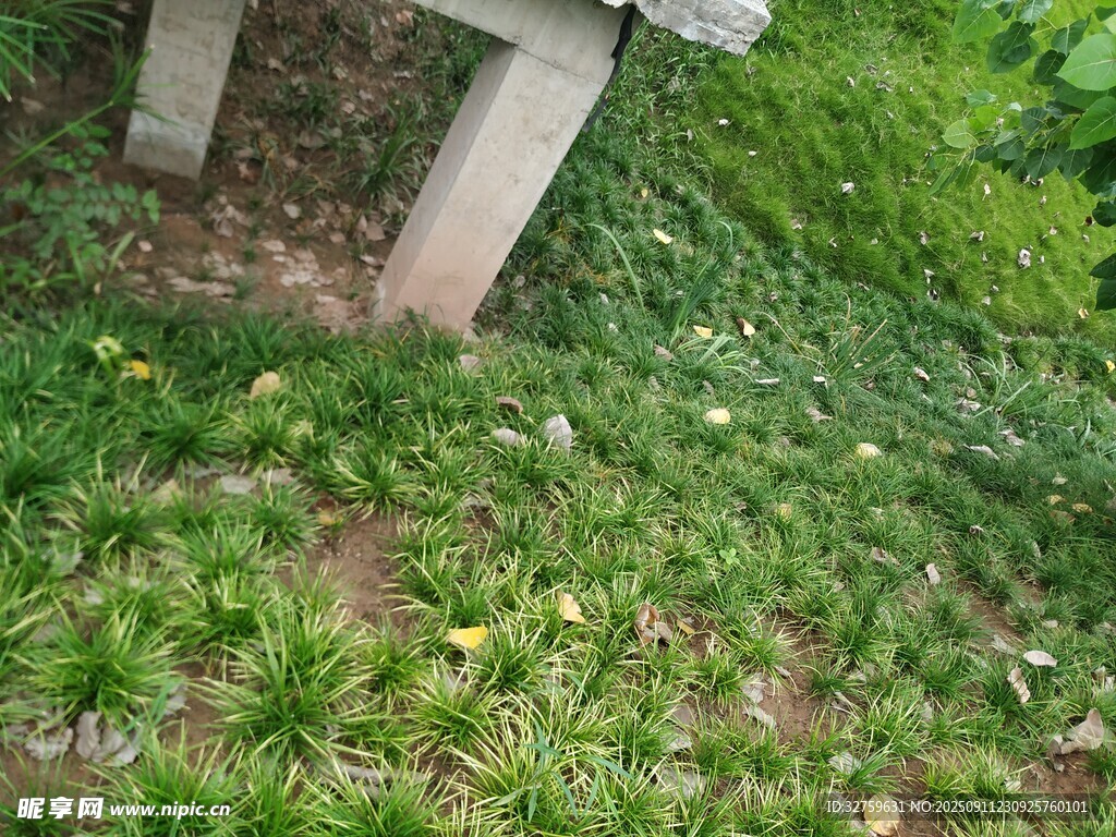 草丛中的绿植与石柱