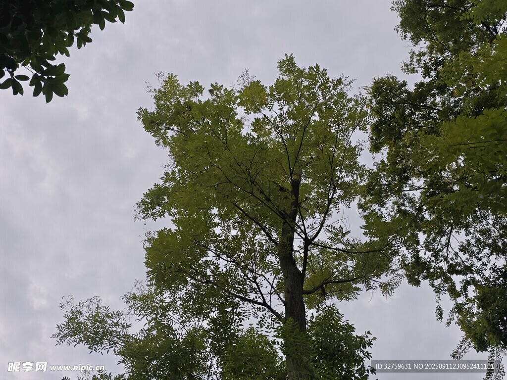 仰视绿树与天空