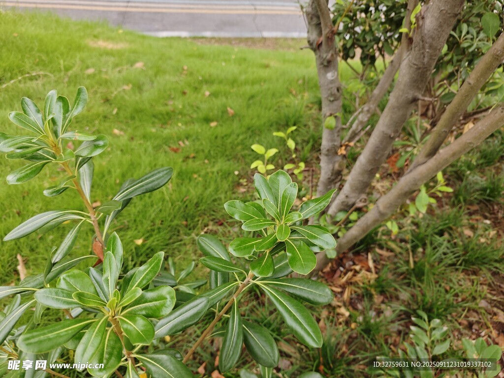 路边绿植特写