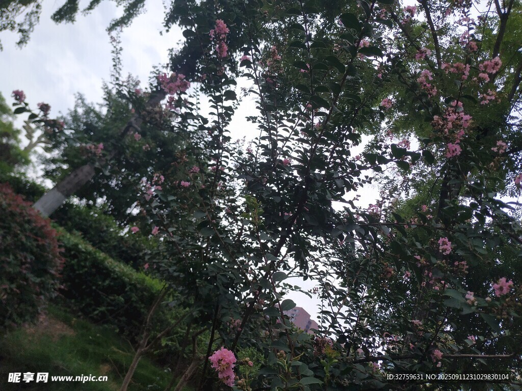 果园中繁茂的果树与果实