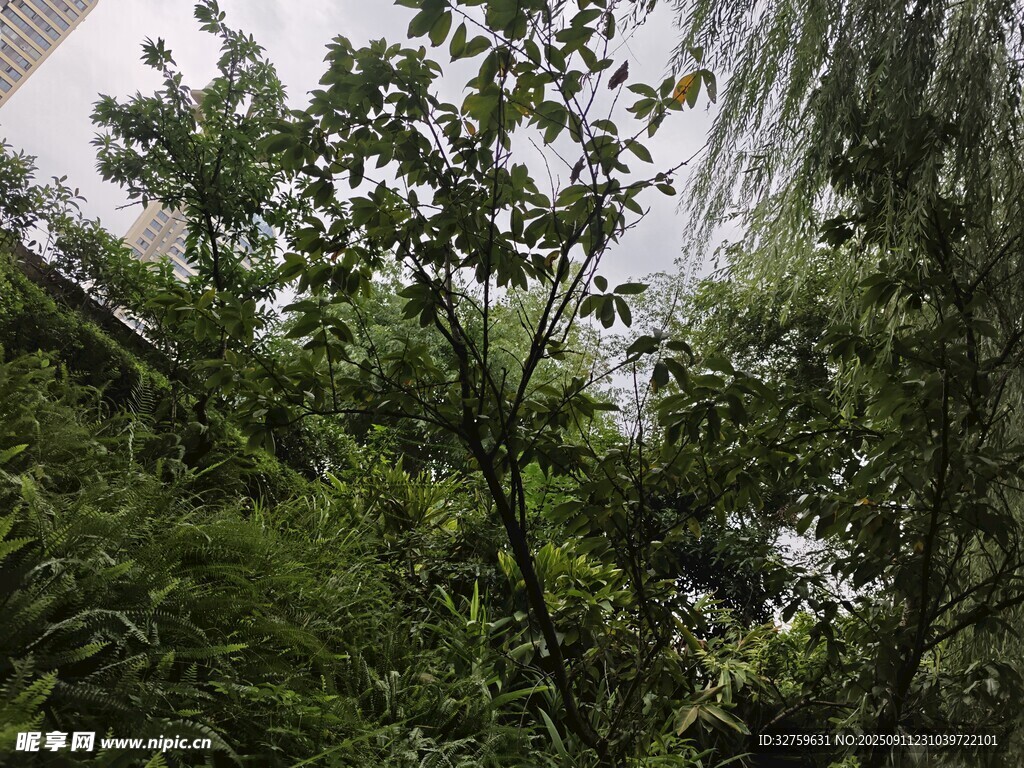 山林间的瀑布与繁茂绿植
