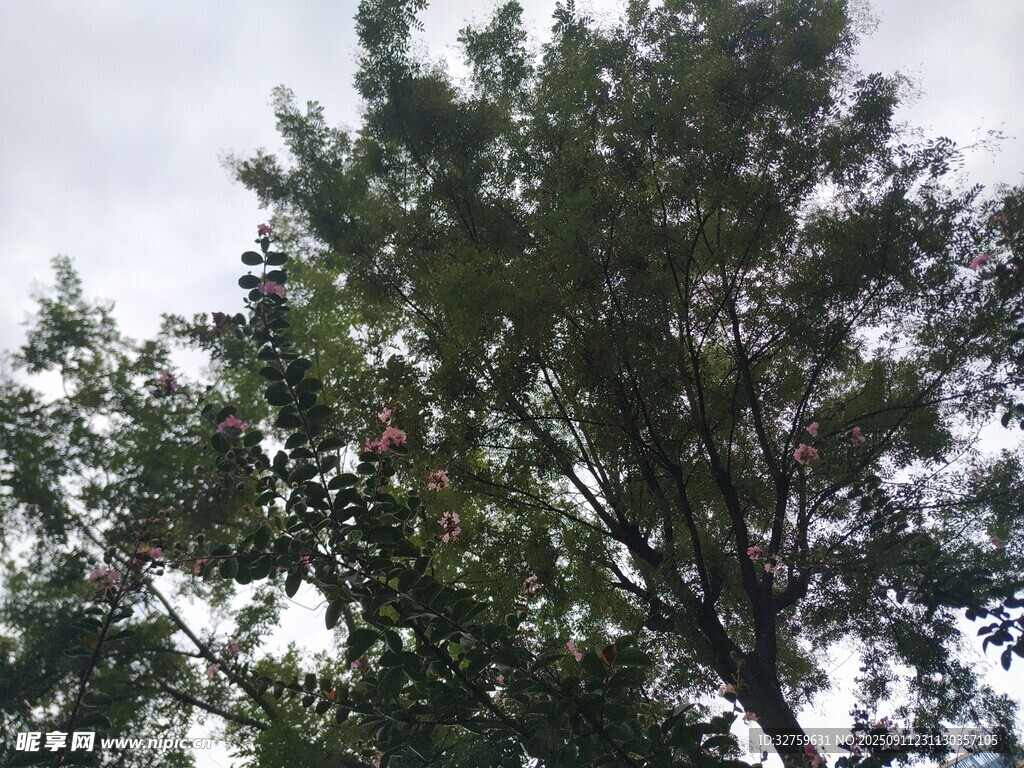 枝叶繁茂的绿树