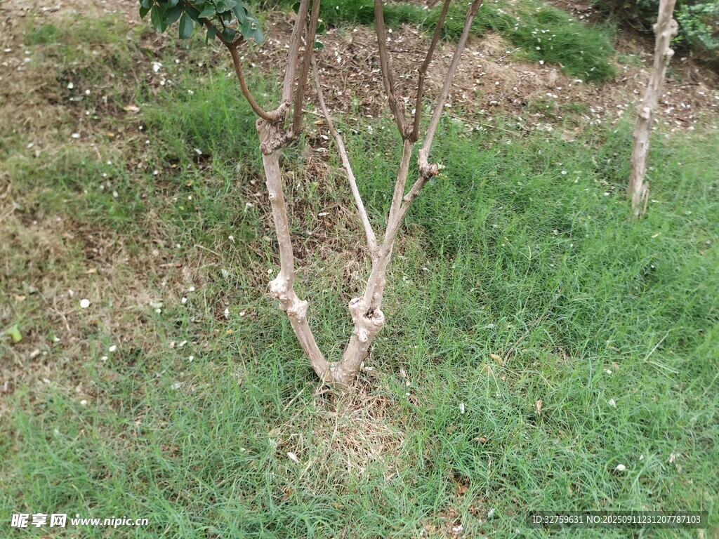 幼树生长于草地间