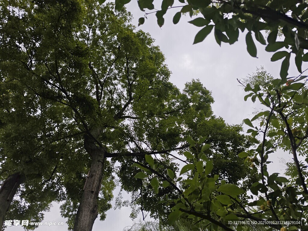 茂密树林中的高大树木