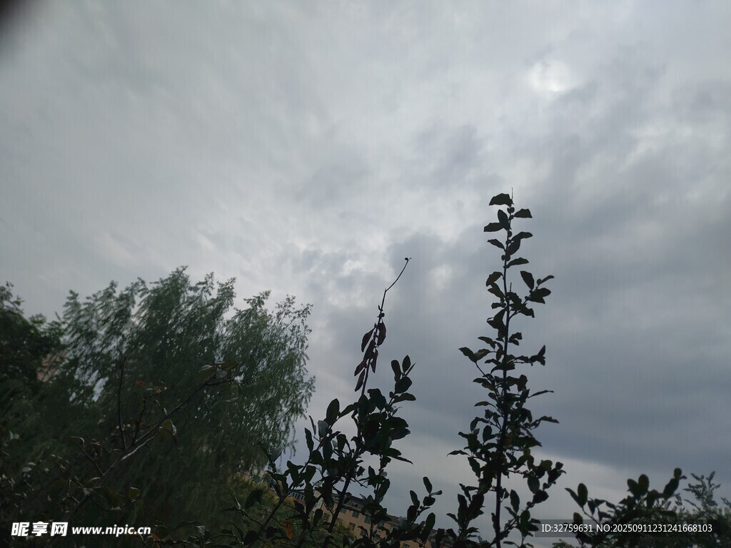 阴天中的植物与天空