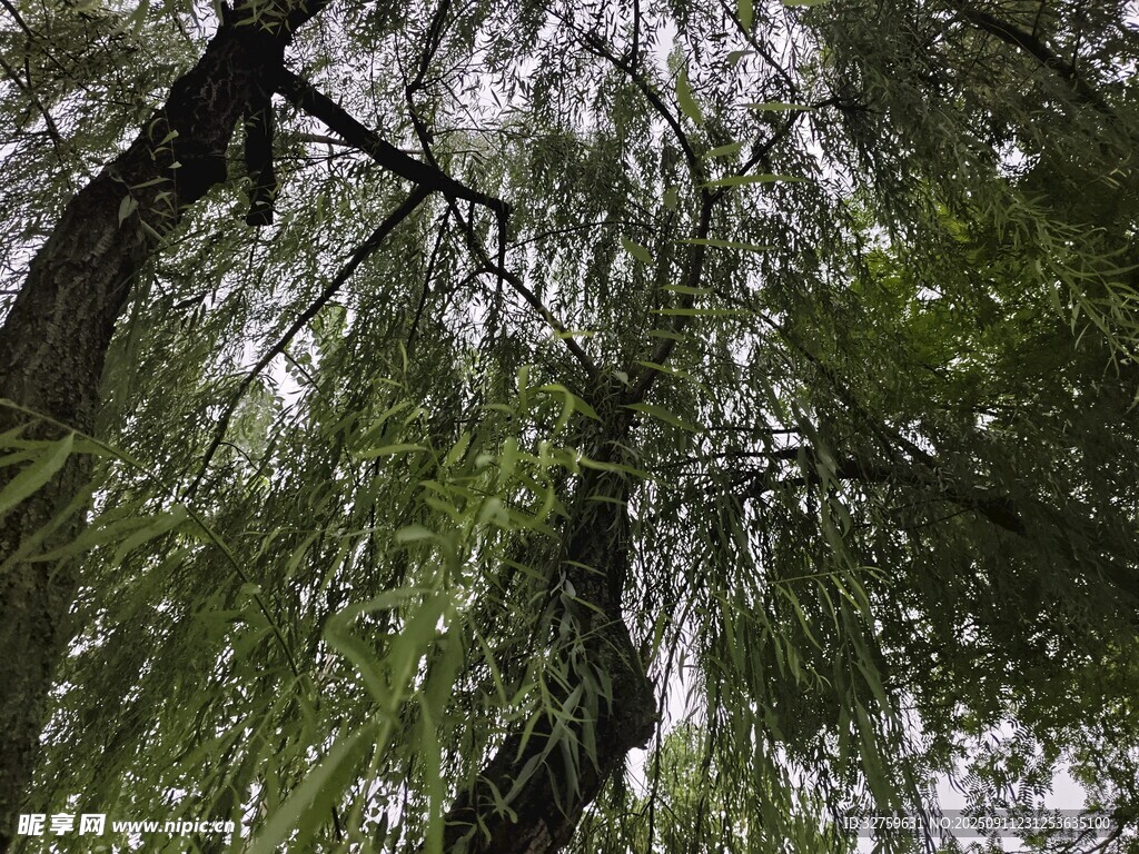 茂密树林中的繁茂枝叶