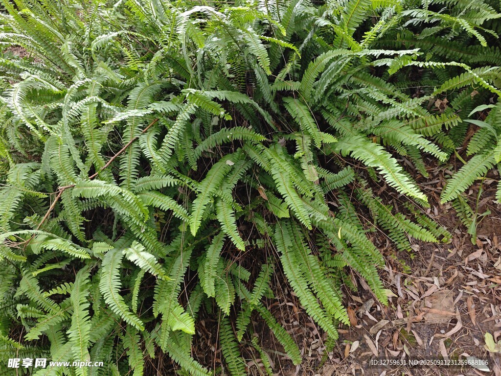 茂盛绿植特写